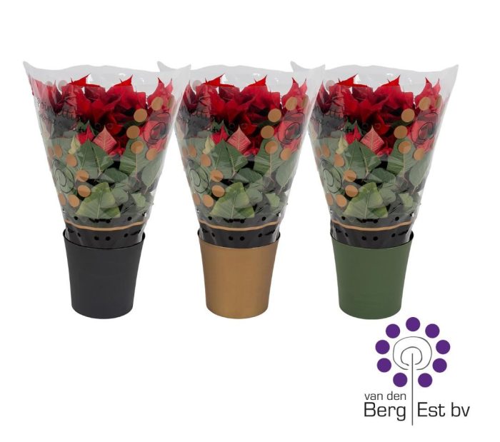 Euphorbia Pulcherrima (Poinsettia) Rood in decopot 17 CM, D 17
