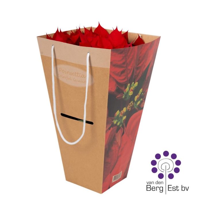 Euphorbia Pulcherrima (Poinsettia) Rood in luxe tas 17 CM, D 17
