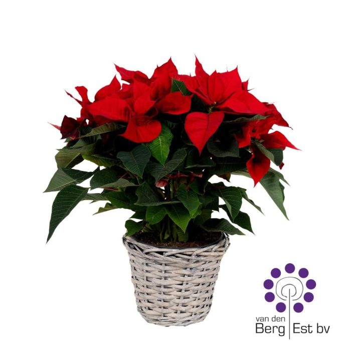 Euphorbia Pulcherrima (Poinsettia) Rood in mand 17 CM, D 17