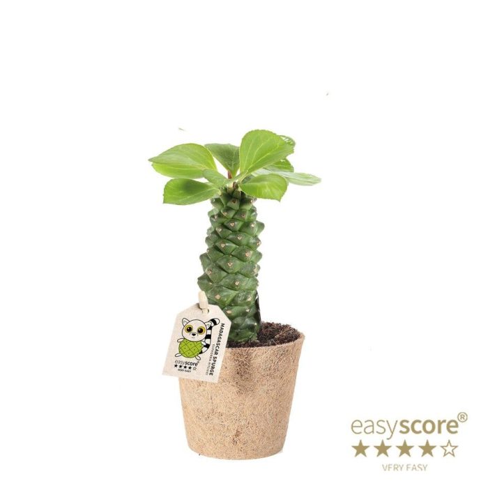 Euphorbia ritchiei - COCOZ, D 9