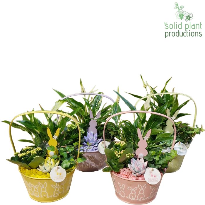 EZSE007 Joyce Mix Easter Spathiphyllum, D 19
