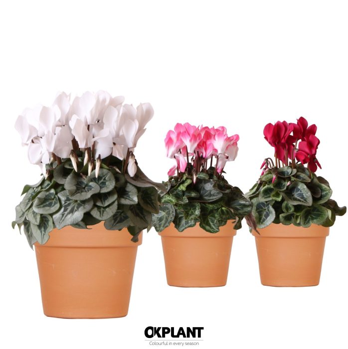 Cyclamen mix in Terracotta pot, D 12