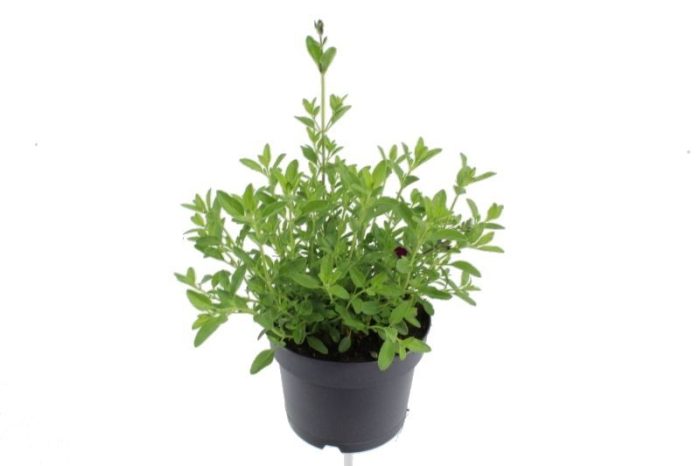 Salvia greggii Amethyst Lips, D 17