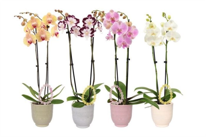 Fem p12 Granit mix Phal mix 2T14+, D 12