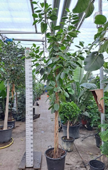 Ficus Altissima gedraaide stam 400, D 60