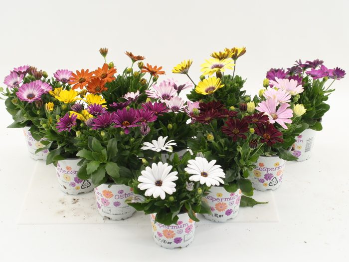 Osteospermum Mixlaag, D 10,5