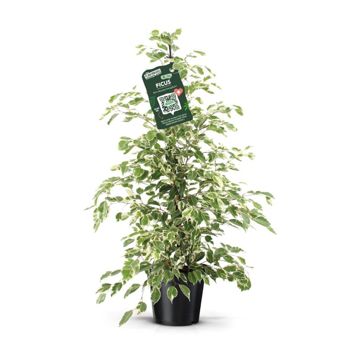 Ficus benjamina twilight, D 21