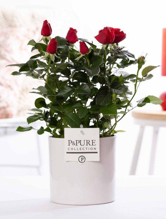 Rosa red in P&PURE Essential ceramics white, D 12