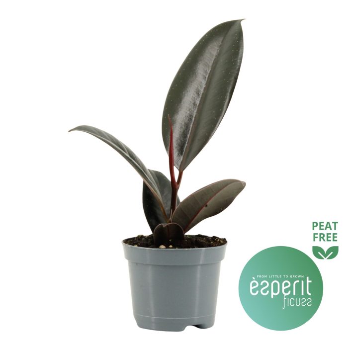 Ficus elastica Abidjan, D 8,5