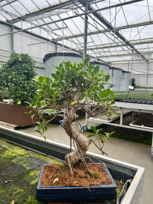 Ficus retusa, 25cm., shape, without dip tray, D 25