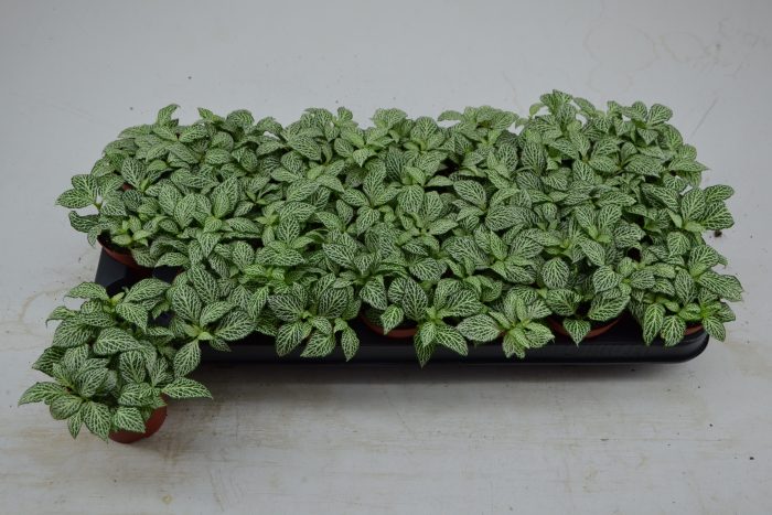 fittonia mini whisper, D 8,5