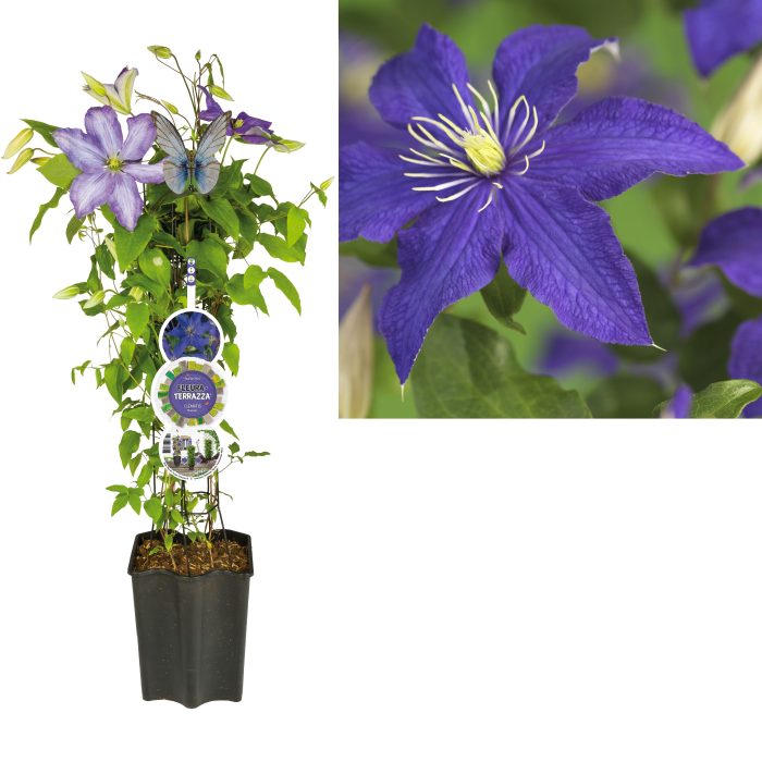 FleuraTerrazza W320 Clematis 'Rhapsody' +label, D 19