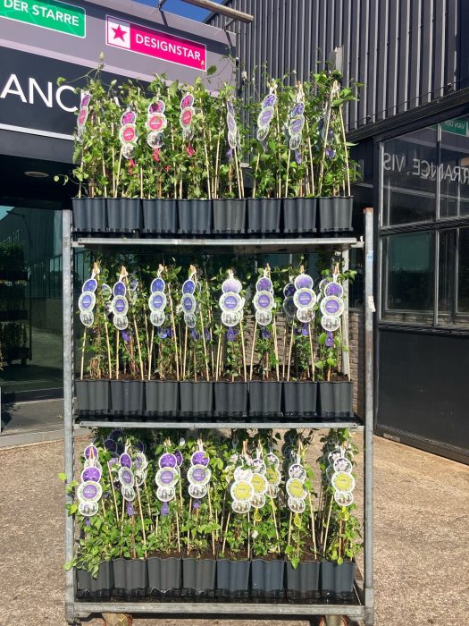 FleuraTerrazza W320 Clematis in varieties visual plants +label, D 19