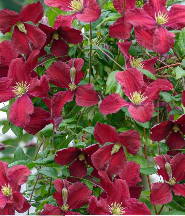 FleuraTerrazza W320 Clematis vit. 'Vitiwester'® PBR +label, D 19