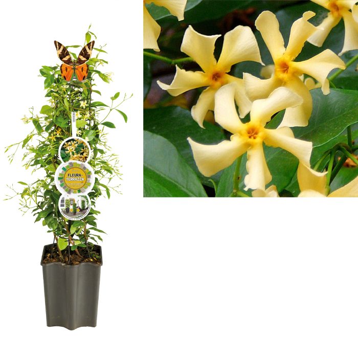 FleuraTerrazza W320 Trachelospermum jasm. 'Star of Toscane' PBR +label, D 19