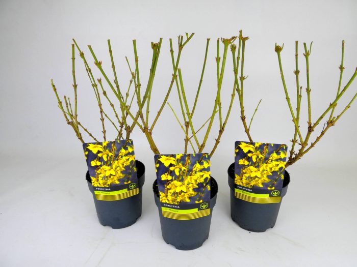 Forsythia 'Minigold', D 14