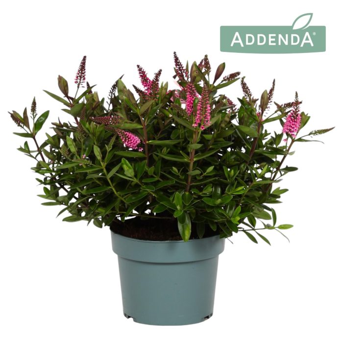 Hebe Addenda® Donna Elsa P19, D 19