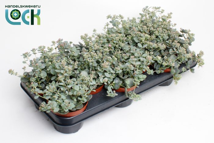 Sedum Sieboldii, D 10,5