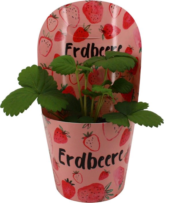 Fragaria Beltran met Potcover (Duits), D 12