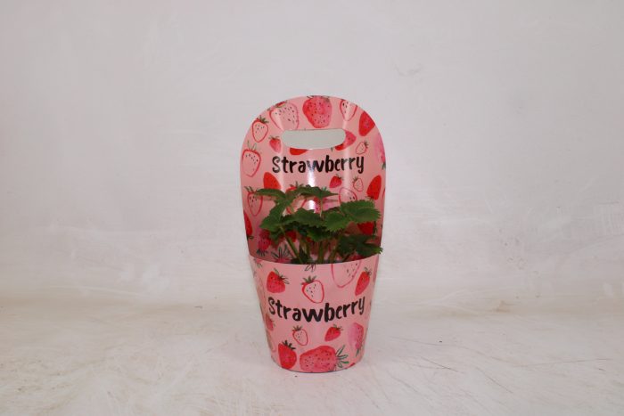 Fragaria Beltran met Potcover (Engels), D 12