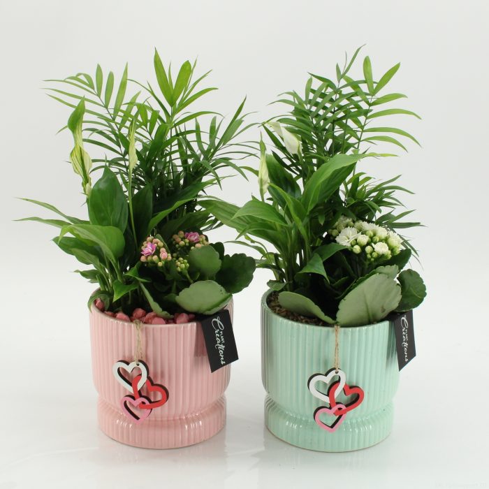 MDCR-2644M Mother's day Essentials, D 14