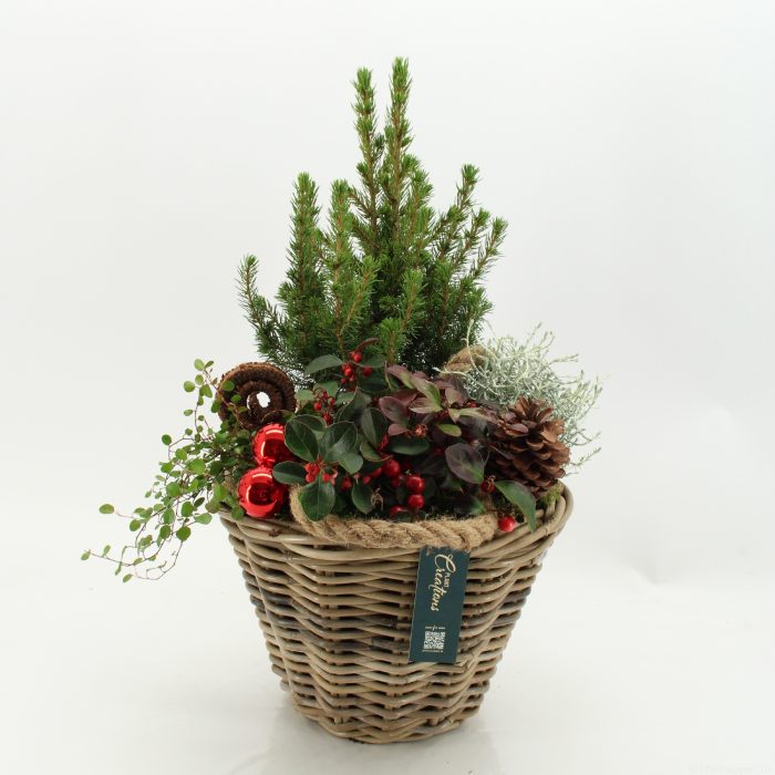 GACR-2609LED Gaultheria creation, D 29