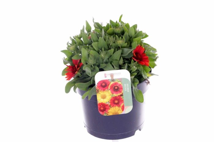 Gaillardia aristata SpinTop mix, D 17
