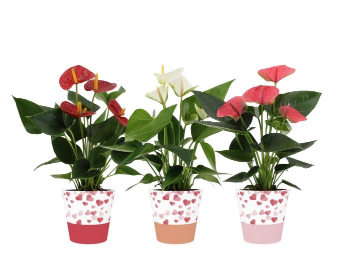 Anthurium 12 cm 3 color mix in Candy smartcup, D 12