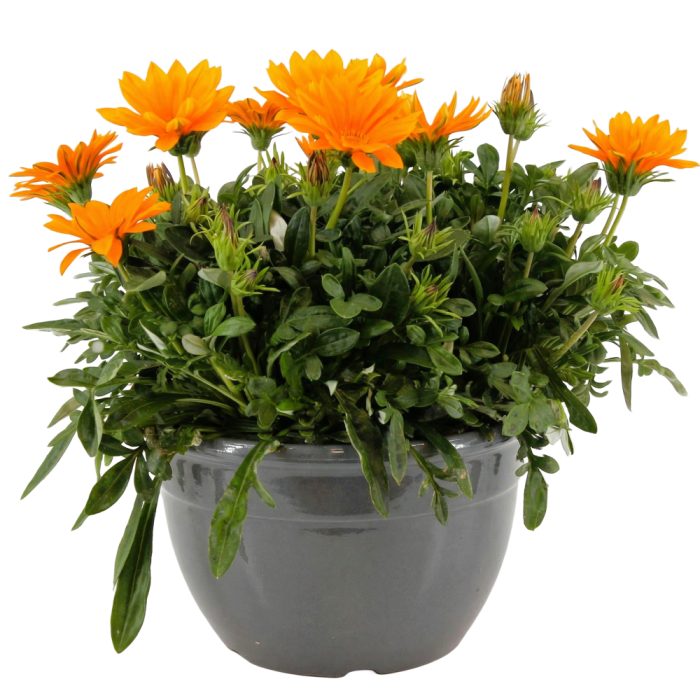 Gazania Giant Deep Orange Decorum, D 27