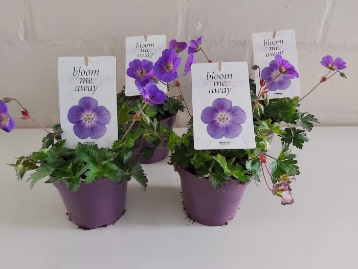 Geranium 'Bloom Me Away' , Winterhard, D 12