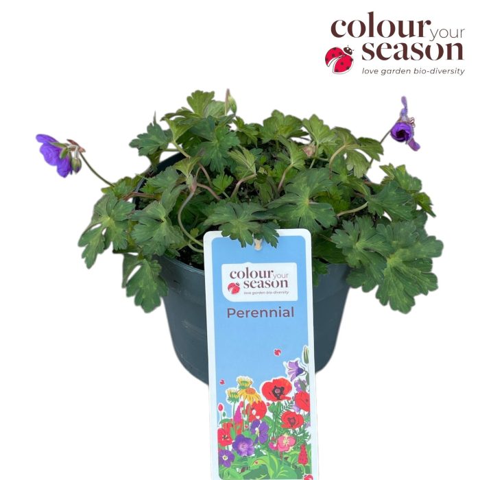 Geranium 'Bloom me Away' P19, D 19