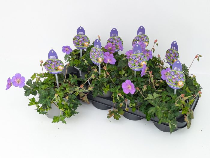Geranium Bloom Me Away T13, D 13