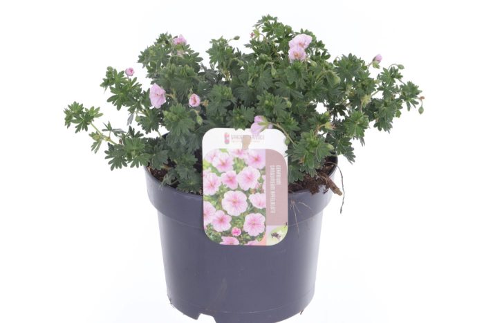 Geranium sang. Apfelblute, D 17