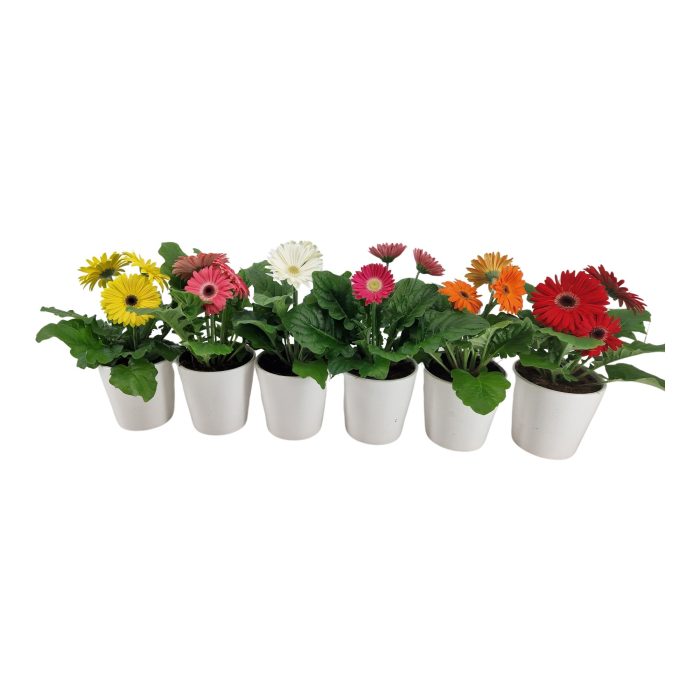 Gerbera belicht 2+ bl in keramiek wit, D 12