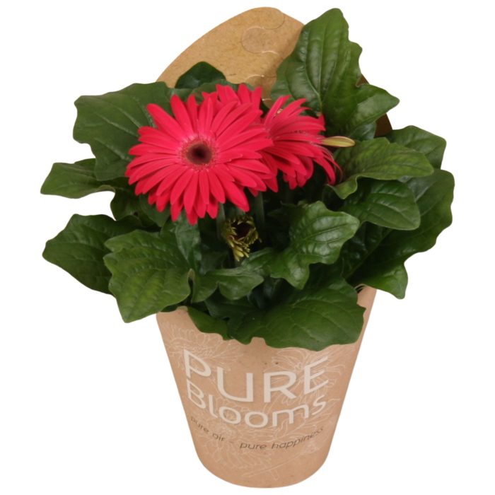 Gerbera paars 2+ bl12 cm in Pure Blooms draagtas eco, D 12