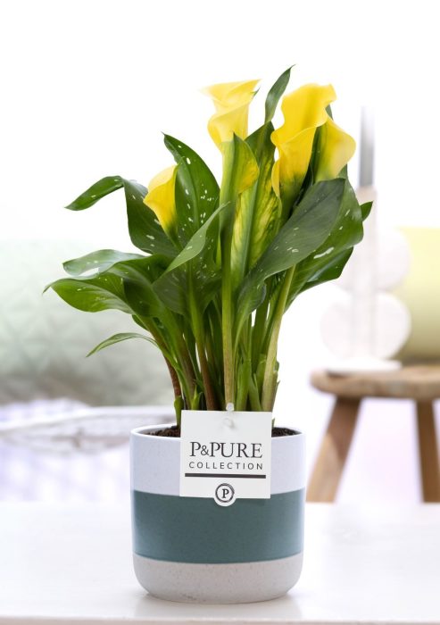 Zantedeschia yellow in P&PURE Lauren ceramics, D 12