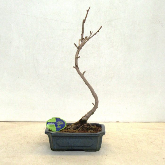 ginkgo biloba shape, D 25