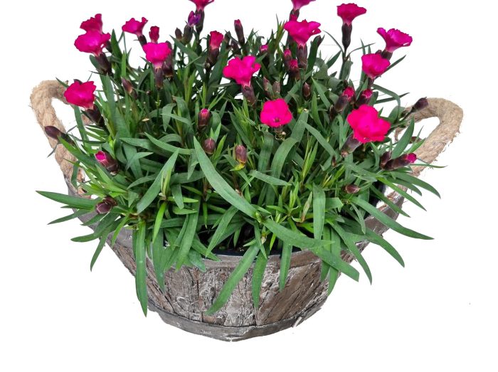 DI655-9323 Dianthus/Muehlenbeckia bosmand oren rond, D 24