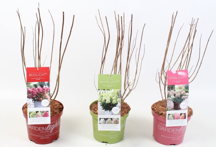 Hydrangea Paniculata (Gardenlight MIX) 19 cm, D 19