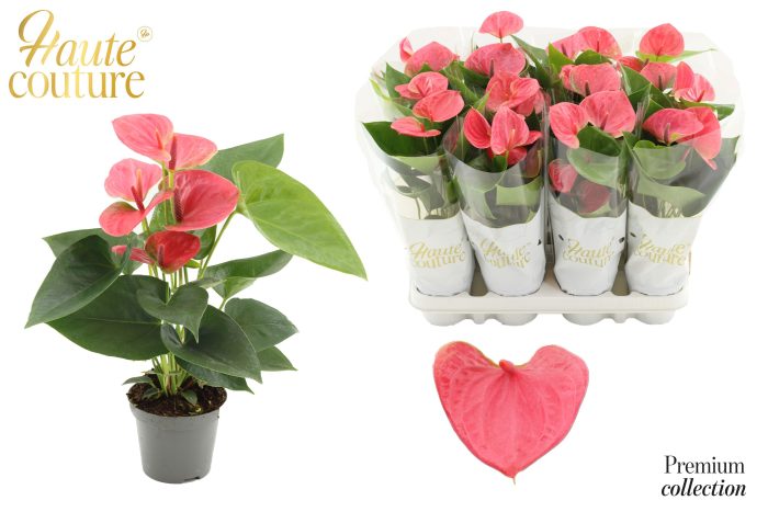 Anthurium 9 cm Sweet Dream in Haute Couture sleeve, D 9