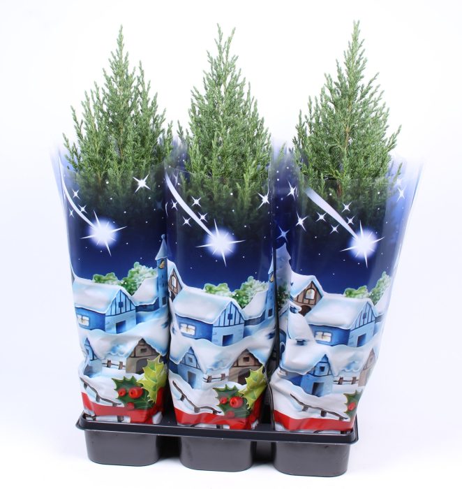 Juniperus chinensis 'Stricta' blauwe hoes, D 15