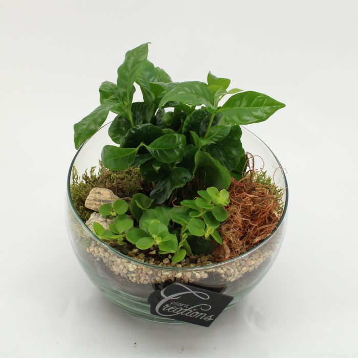 GRCR-2601 Green Essentials, D 18