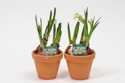 NARCISSUS TAZETTA 'ERLICHEER', D 12