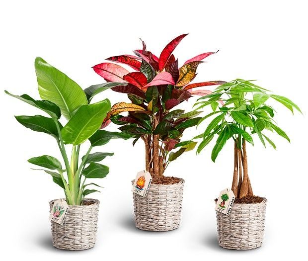 Green Mix in Basket, D 17