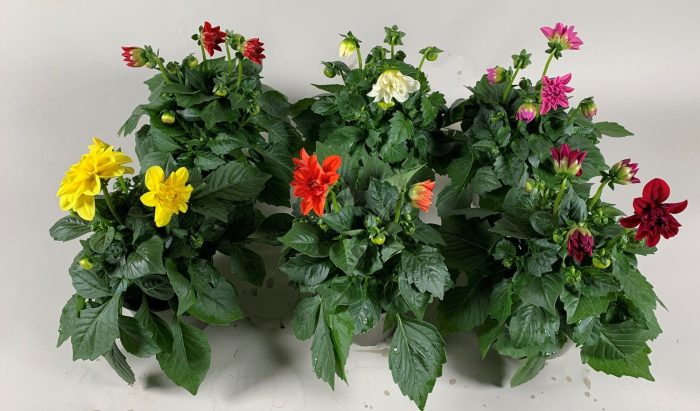 Dahlietta mix per laag (5 kl ), D 10,5