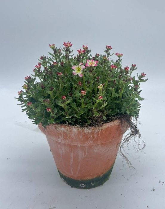 SAXIFRAGA ARENDSII-HYBRID Clay Pot, D 15