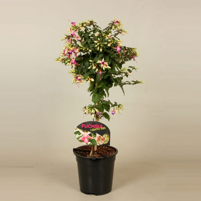 Stamfuchsia Ellebel, D 19