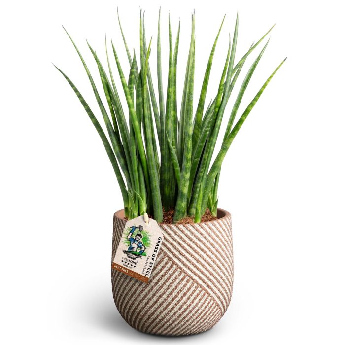 Grove Nougat, Sansevieria ´Fernwood´, D 12