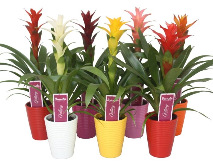 Guzmania gemengd in 5 kl. ribbel keramiek, D 11