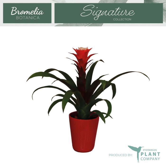 Guzmania Hope in keramiek, D 12